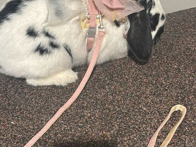 Cute Holland Lop, Cage, Grooming Kit, Leash and Dress Collar, cedar Shavings, Food, Water and food dispensers