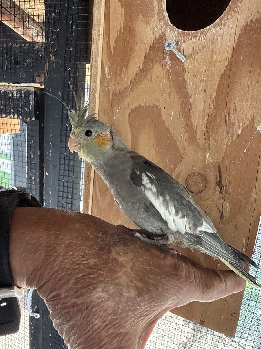Cockatiel