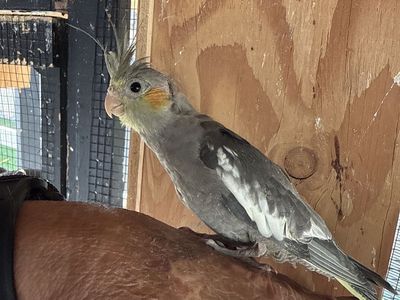 Cockatiel