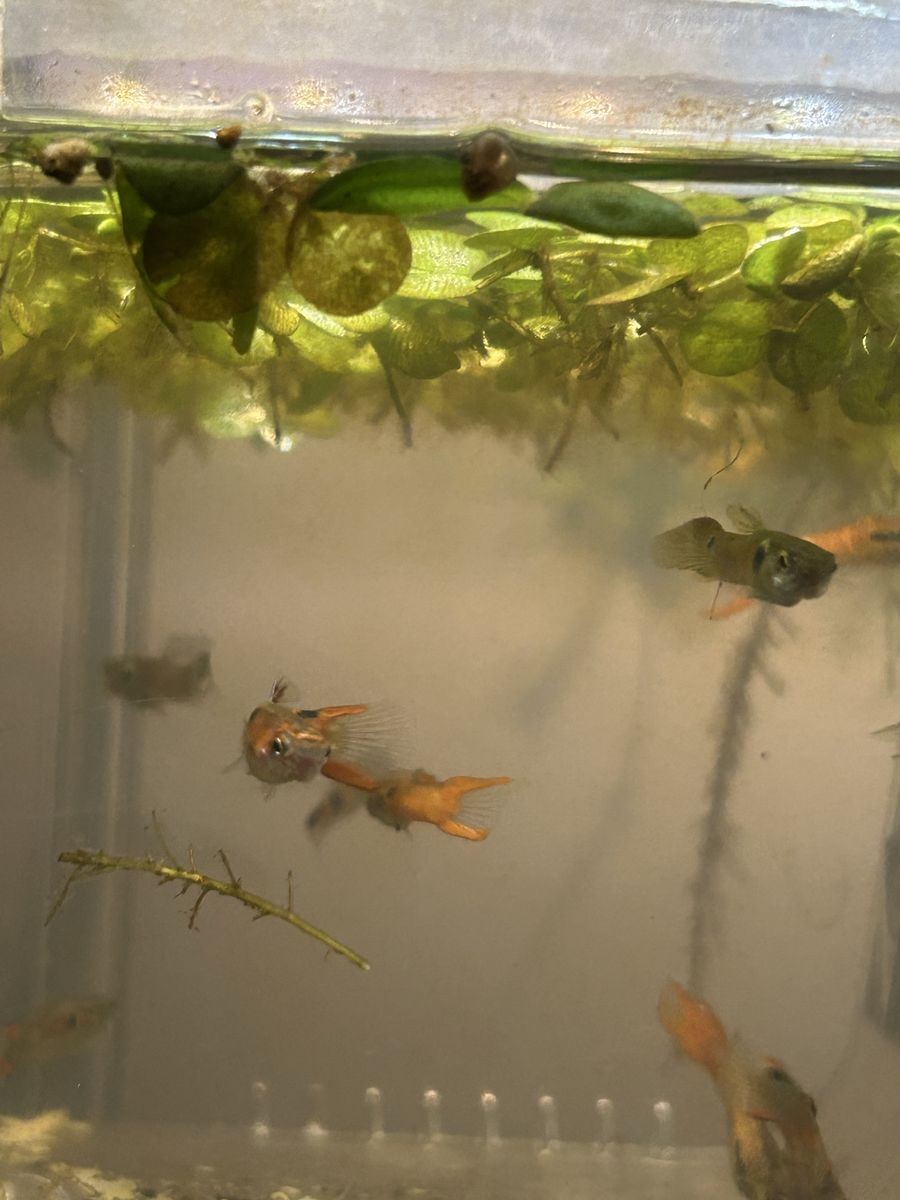 Endler Guppy’s 