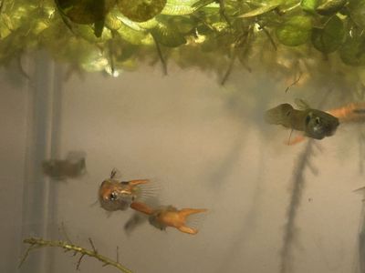 Endler Guppy’s