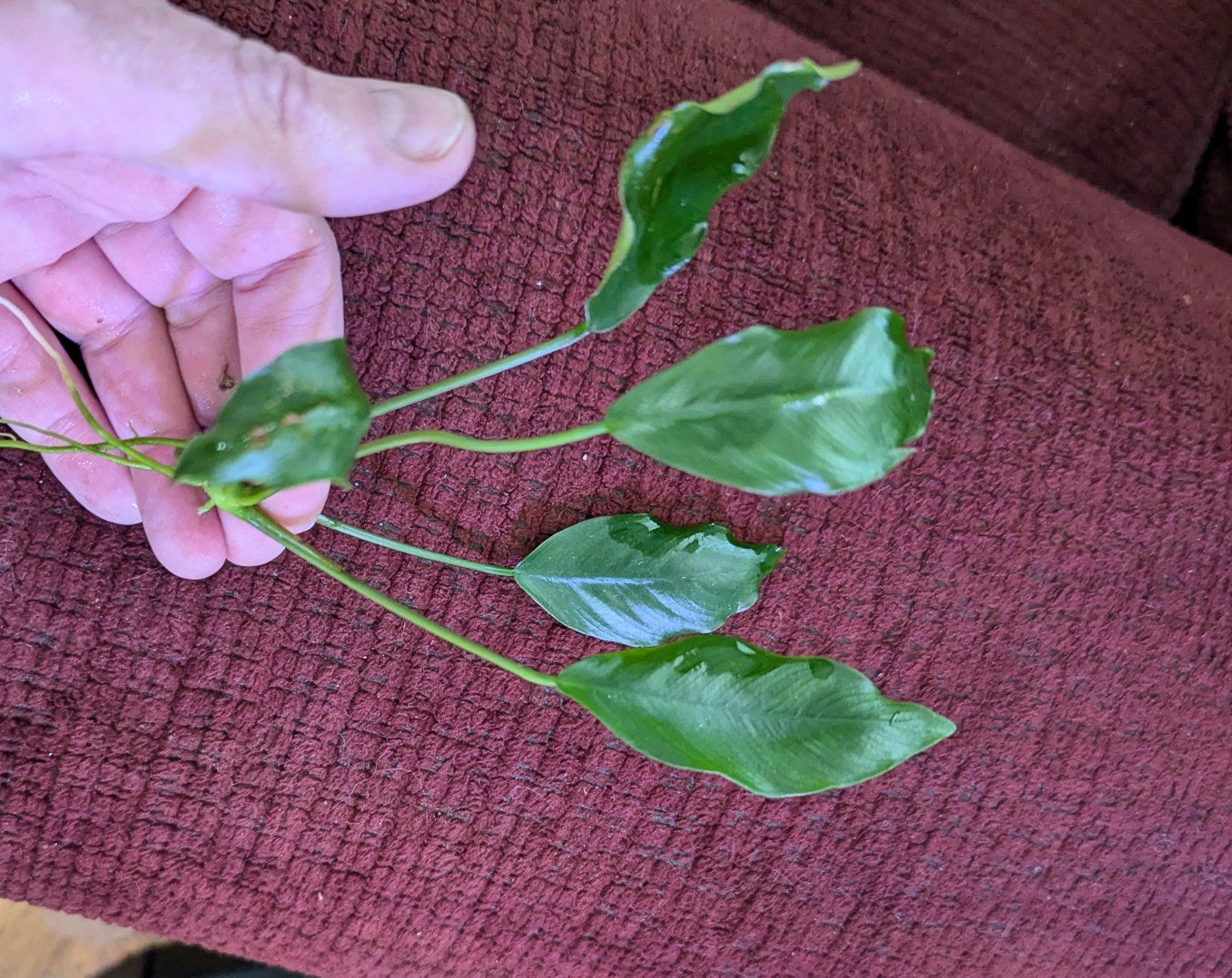 Anubias cuttings