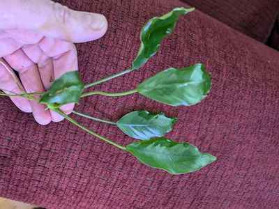 Anubias cuttings