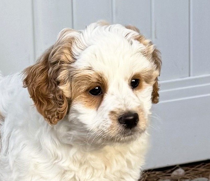 4th Gen Mini GOLDENDOODLE Puppy Golden Retriever Poodle Multi-Gen F1B F2B White Parti
