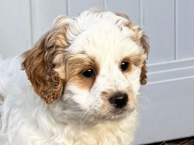 4th Gen Mini GOLDENDOODLE Puppy Golden Retriever Poodle Multi-Gen F1B F2B White Parti