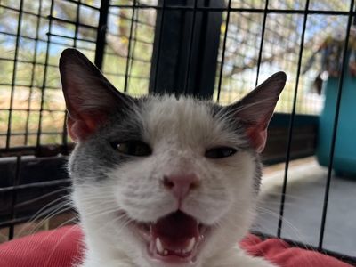 Hello my name is Pansy