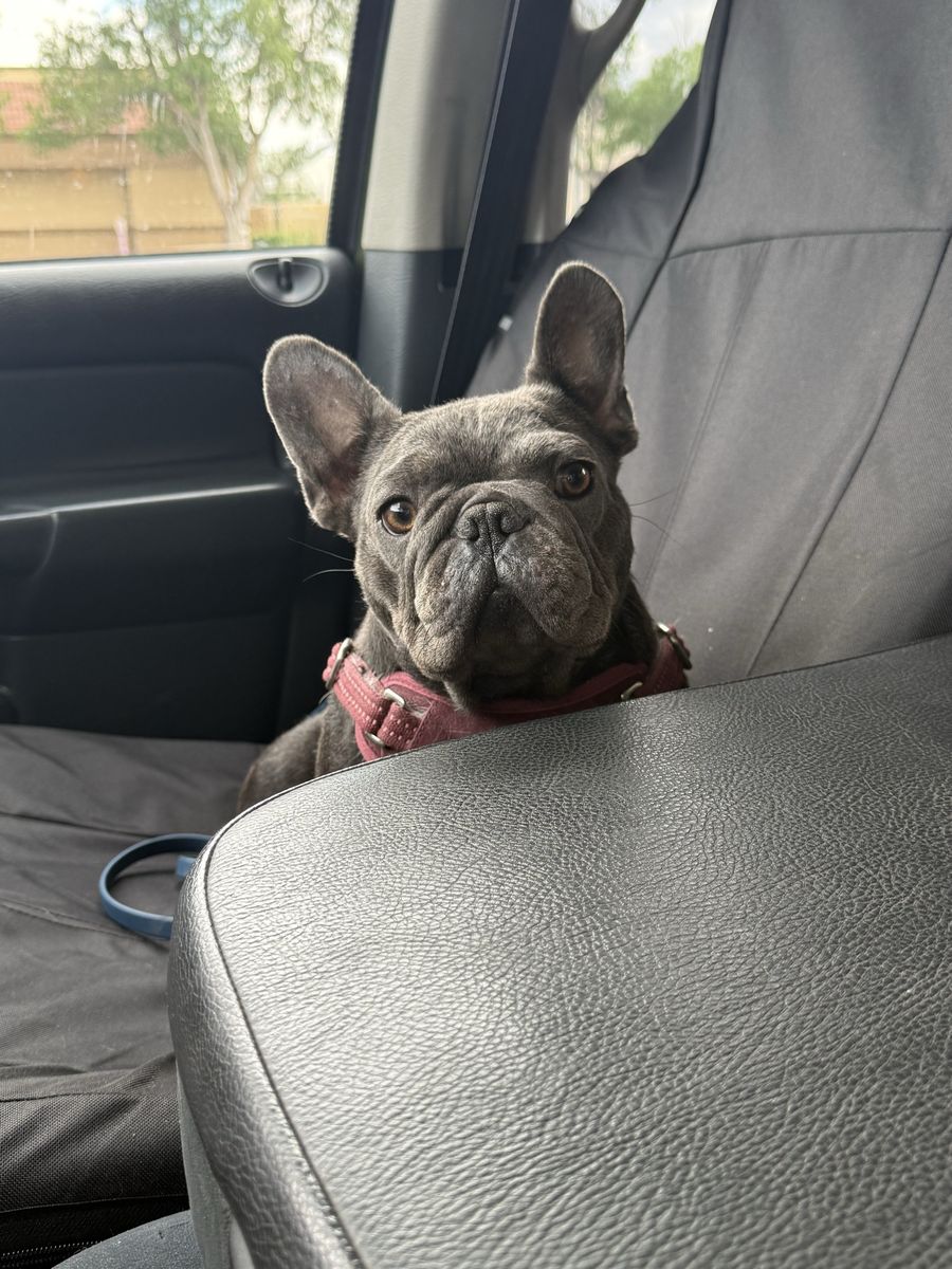 FEMALE FRENCHIE