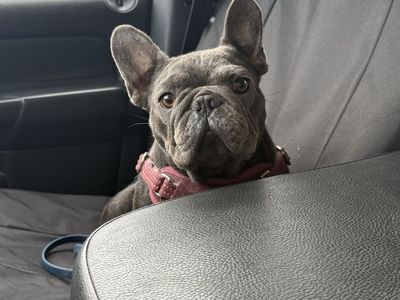 FEMALE FRENCHIE