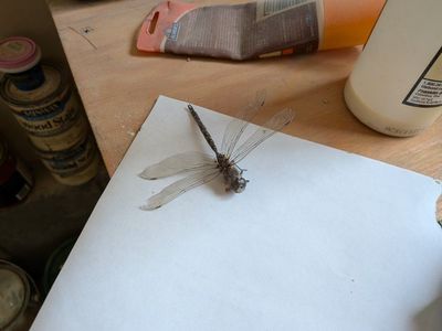 Free dead dragonfly (possible resin project)