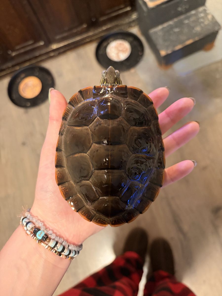 Red ear slider