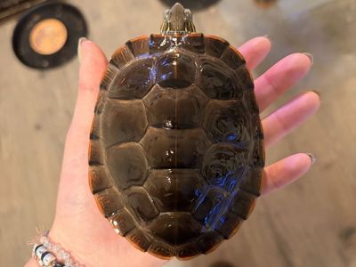 Red ear slider