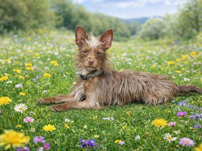 Laramie - Yorkie Mix Available for Adoption