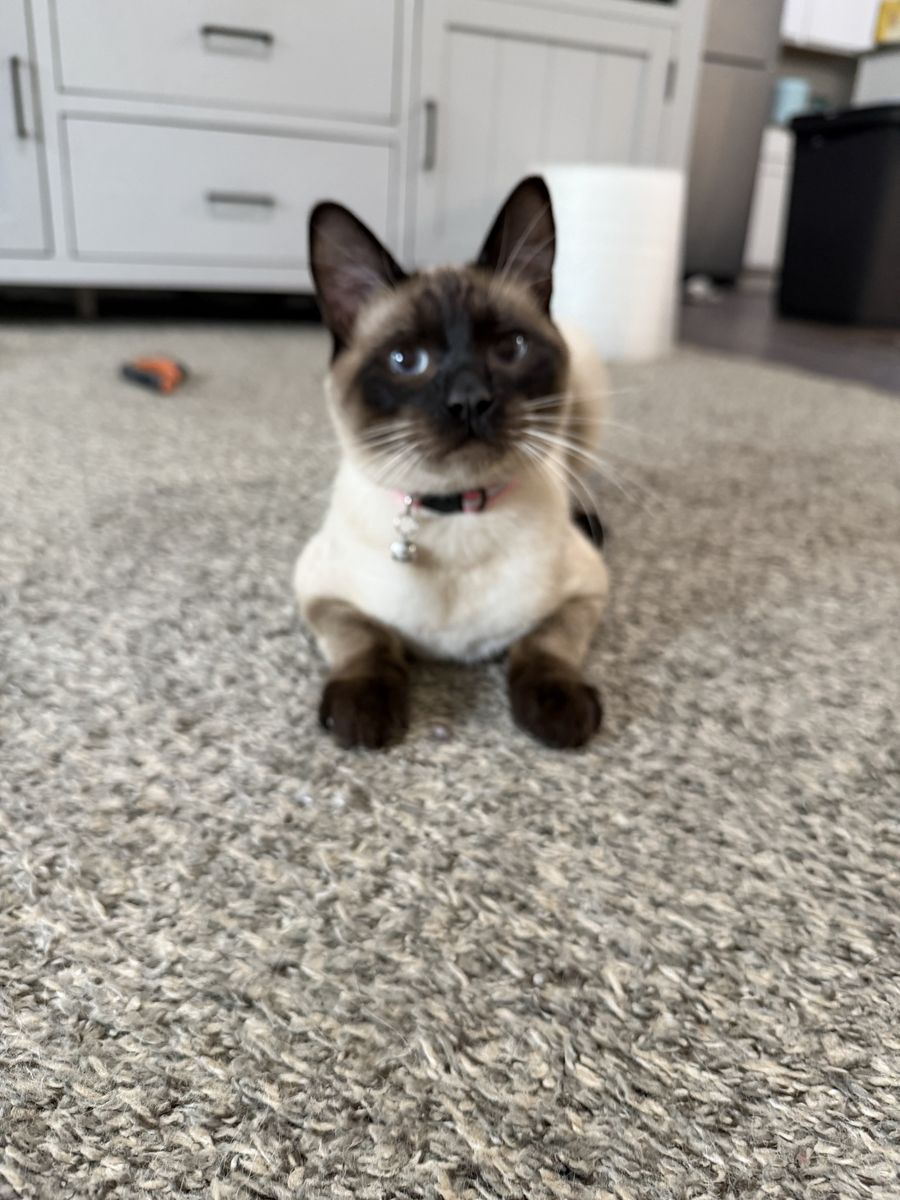Male Cat