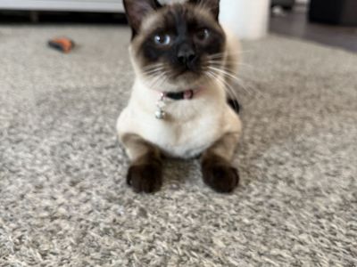 Male Cat