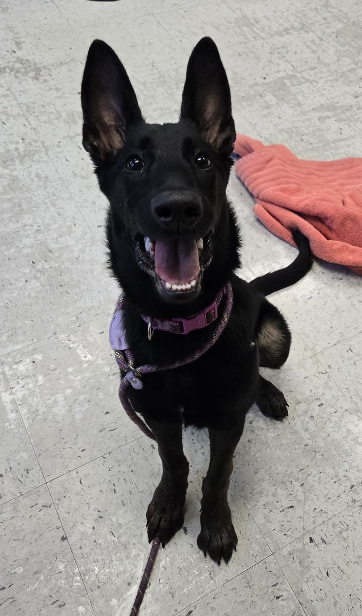 A163222 Wren Available for Adoption!
