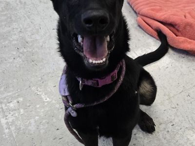 A163222 Wren Available for Adoption!