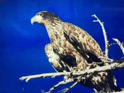 Juvenile Bald Eagle