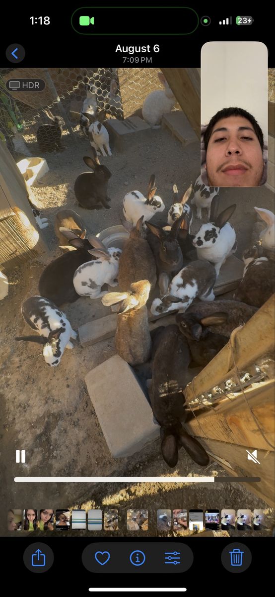 Bunnies- West Jordan ut