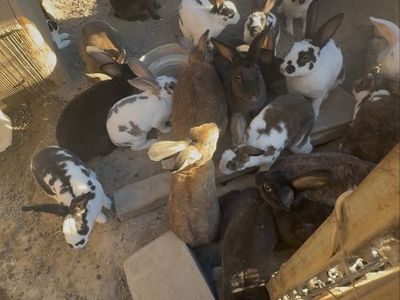 Bunnies- West Jordan ut