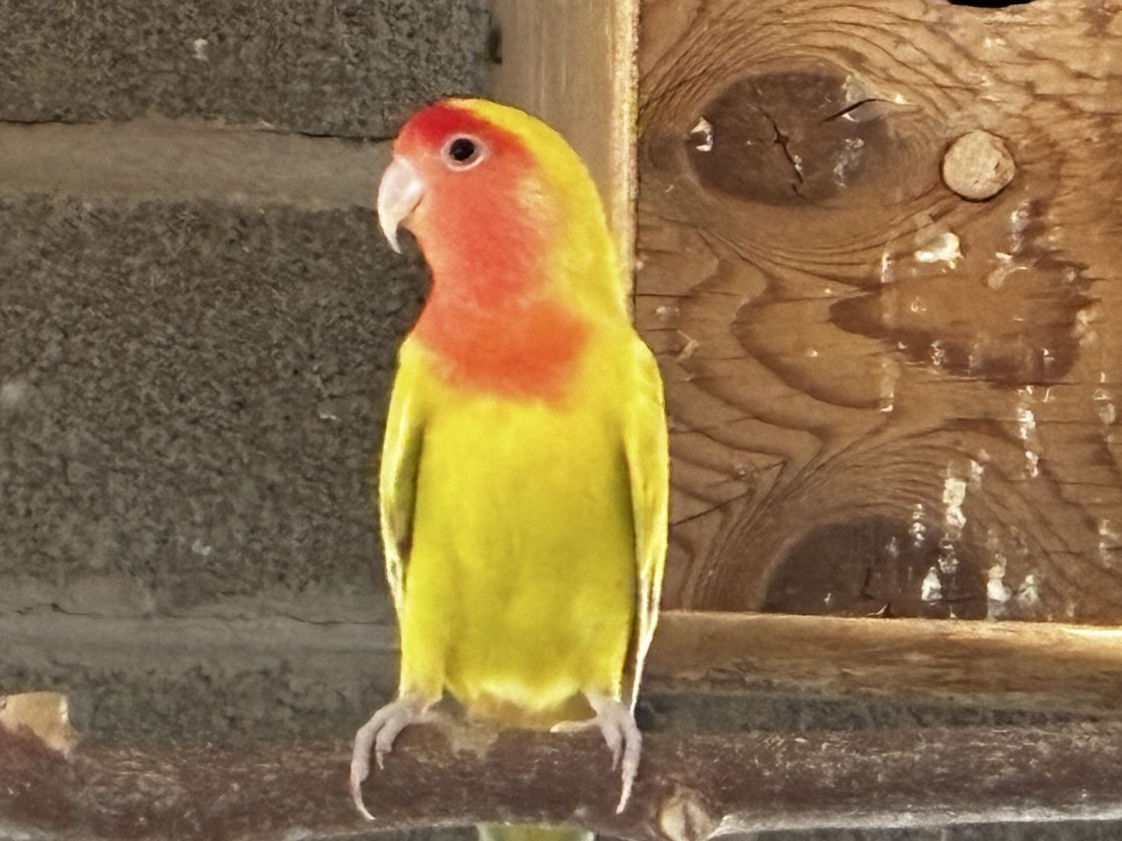 Female Lovebirds