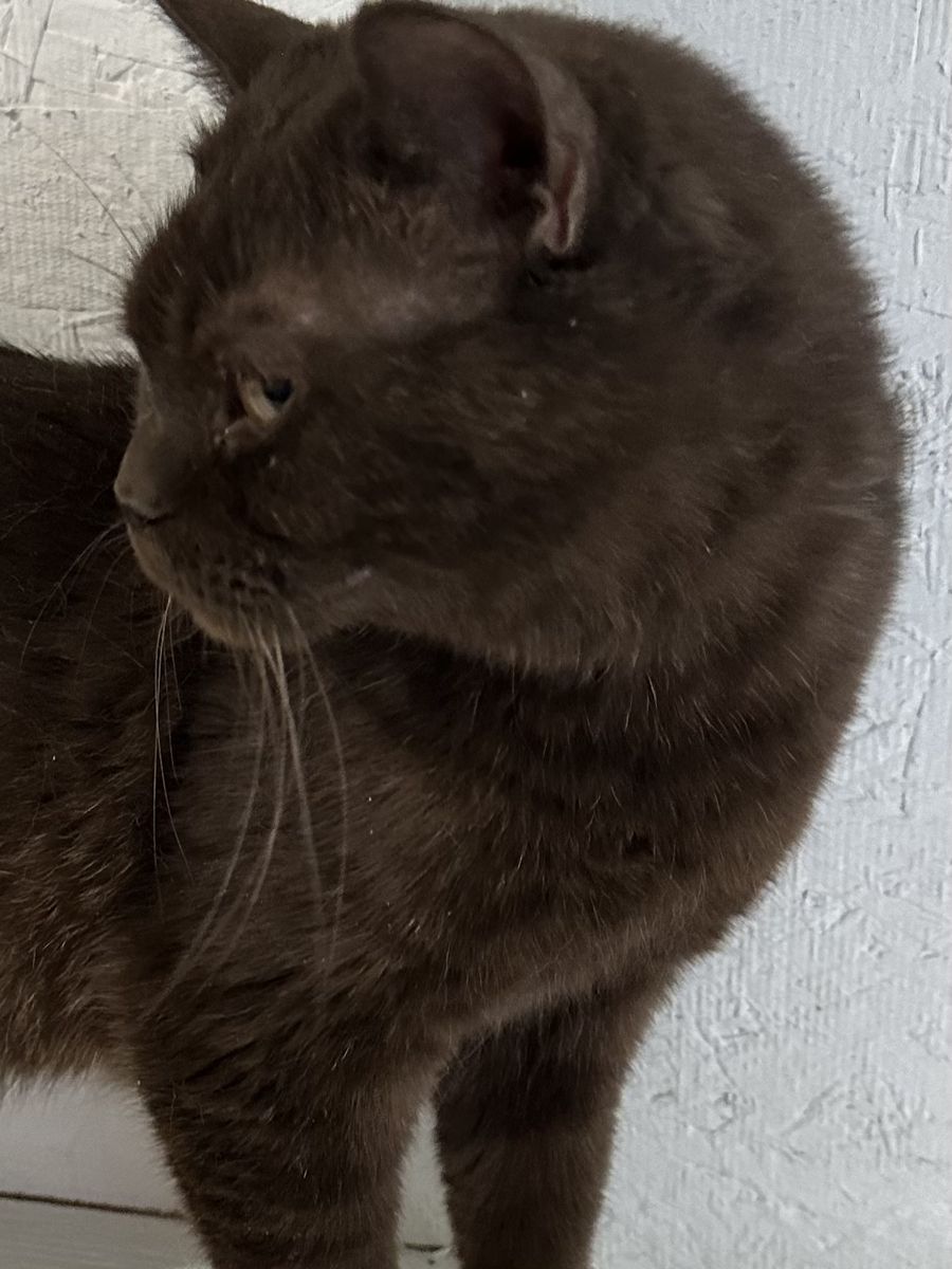 Retired British Shorthair female Chocolate