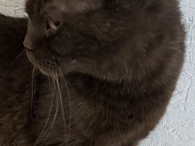 Retired British Shorthair female Chocolate