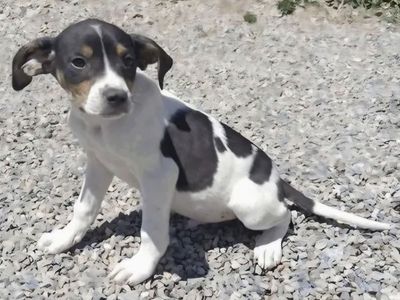 Polaris, 4 month pointer pup mix