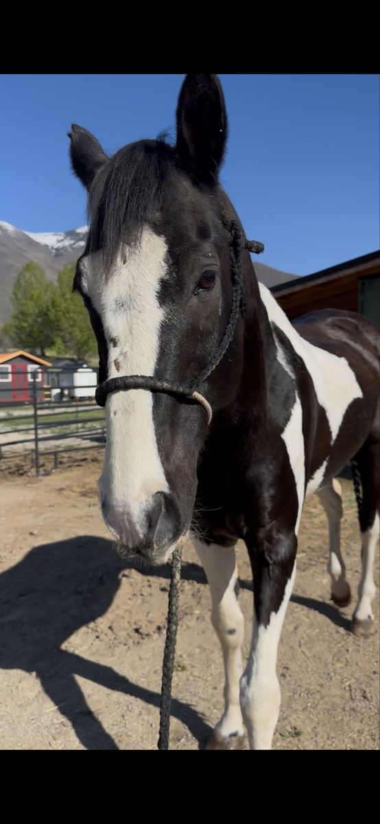 Beautiful 10yo paint gelding