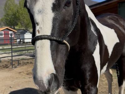 Beautiful 10yo paint gelding