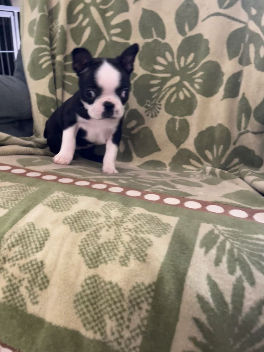 Boston Terrier Puppy