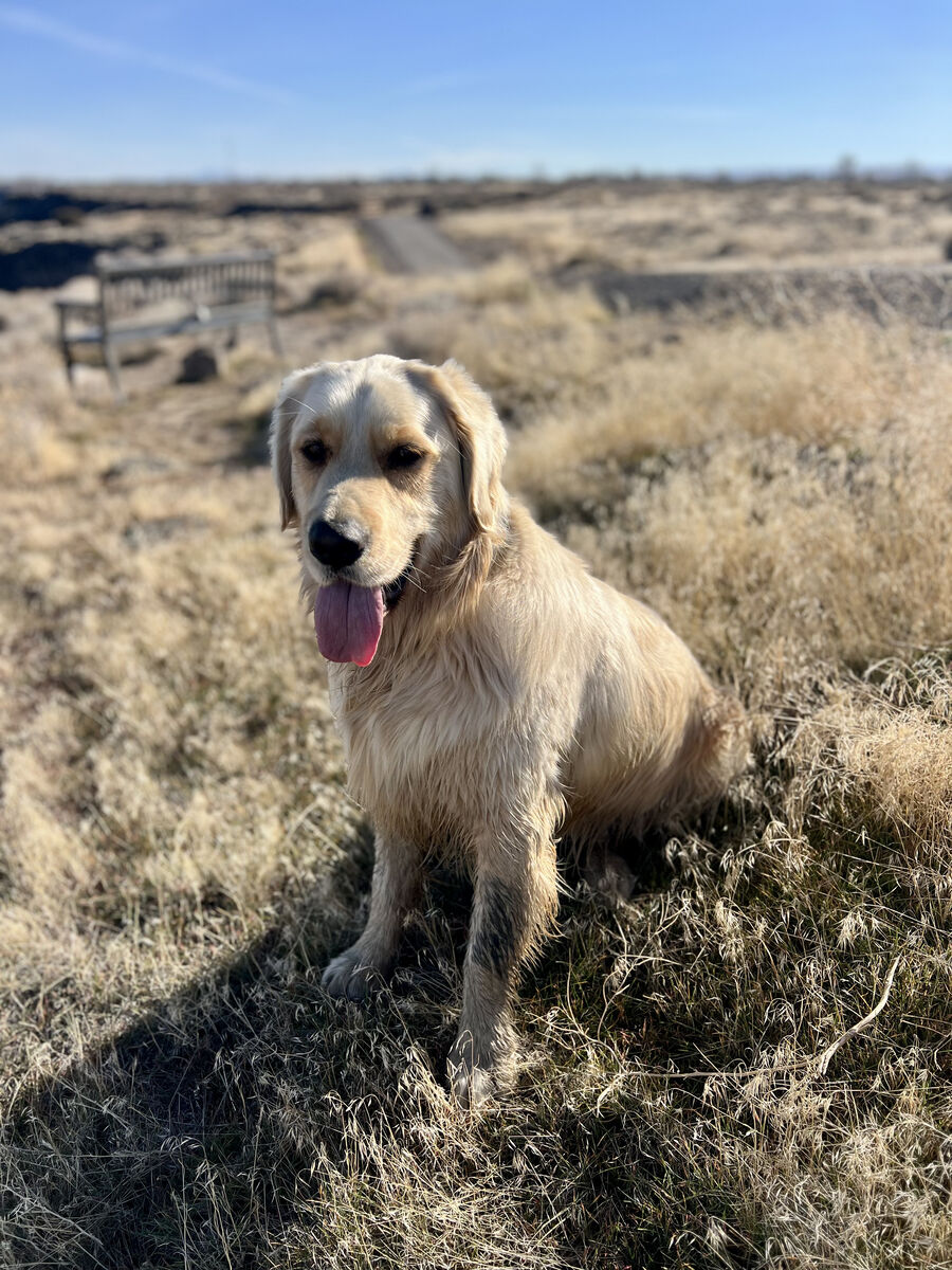 2.5 year old Golden Retriever