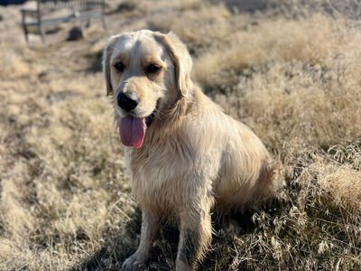 2.5 year old Golden Retriever