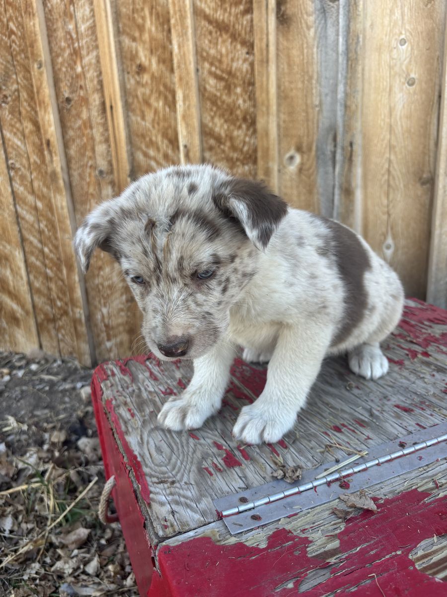 Aussie X Kelpie Puppies