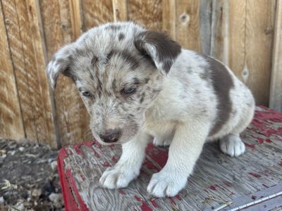 Aussie X Kelpie Puppies