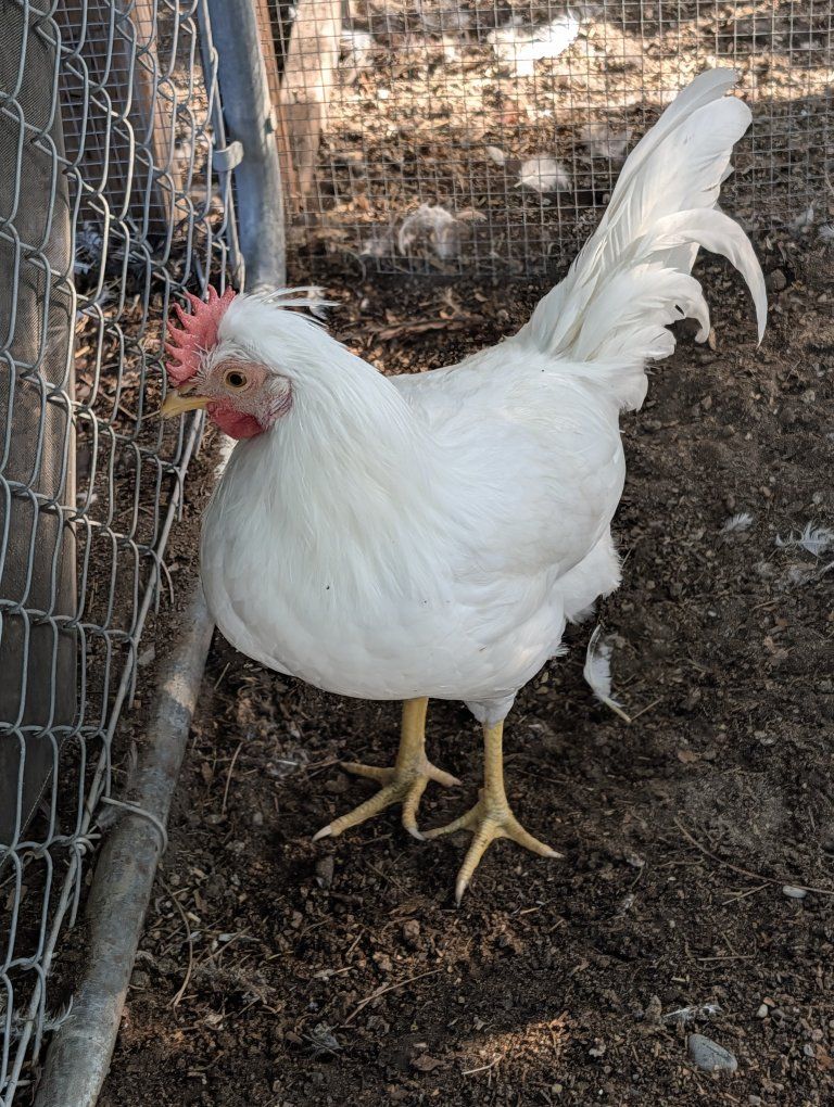 Rooster