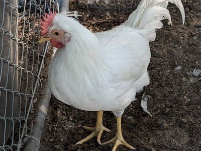 Rooster