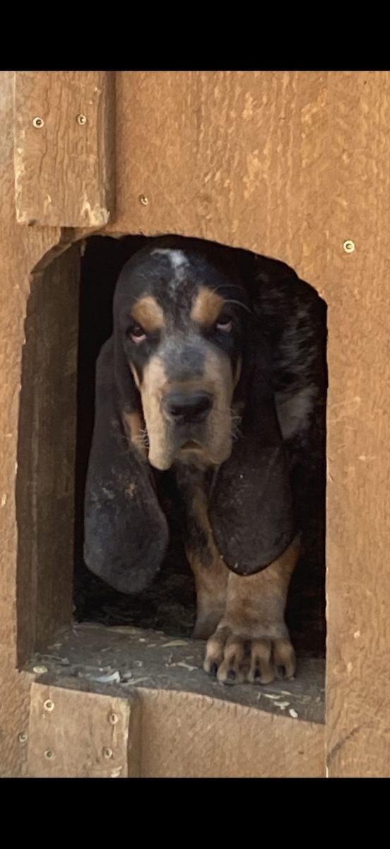 UKC Reg. Cameron Bluetick Pups