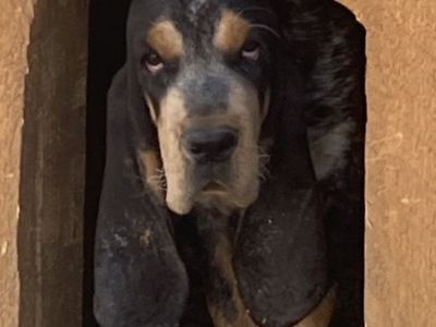 UKC Reg. Cameron Bluetick hound pups