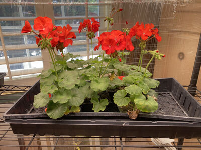 Red Geraniums