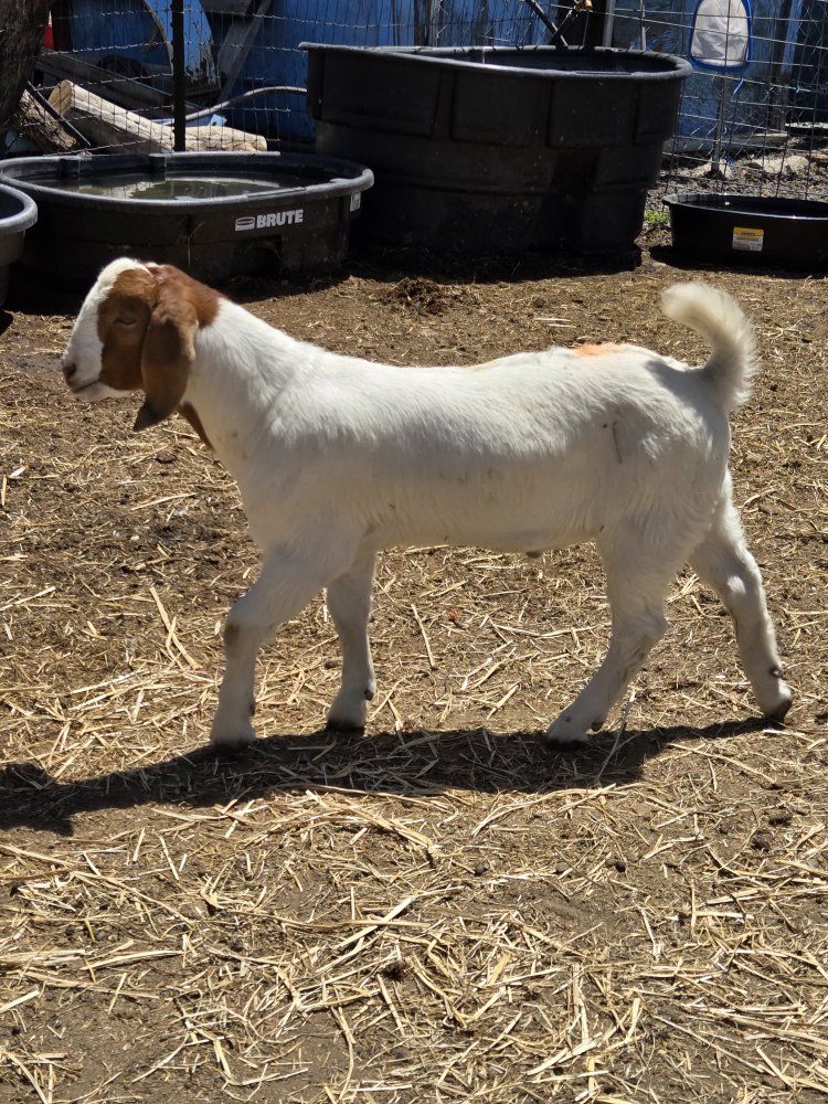 7 boer goats