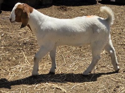 7 boer goats
