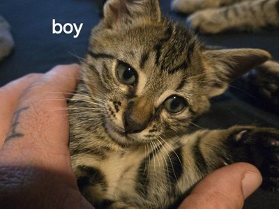Savannah kittens 2 female 1 male left!