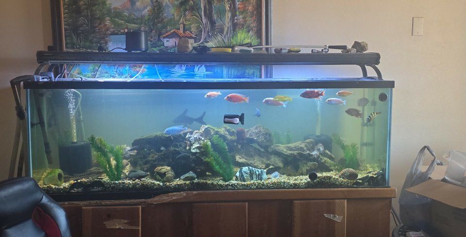 assorted cichlids and catfish with 125 tank