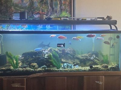 assorted cichlids and catfish with 125 tank