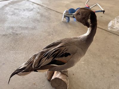Taxidermy Standing Pintail Duck