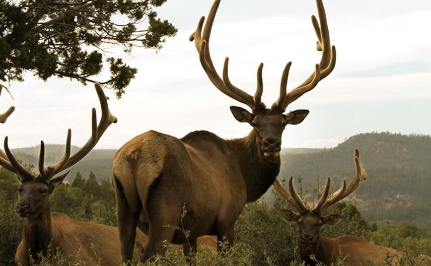 Now Booking for 2026