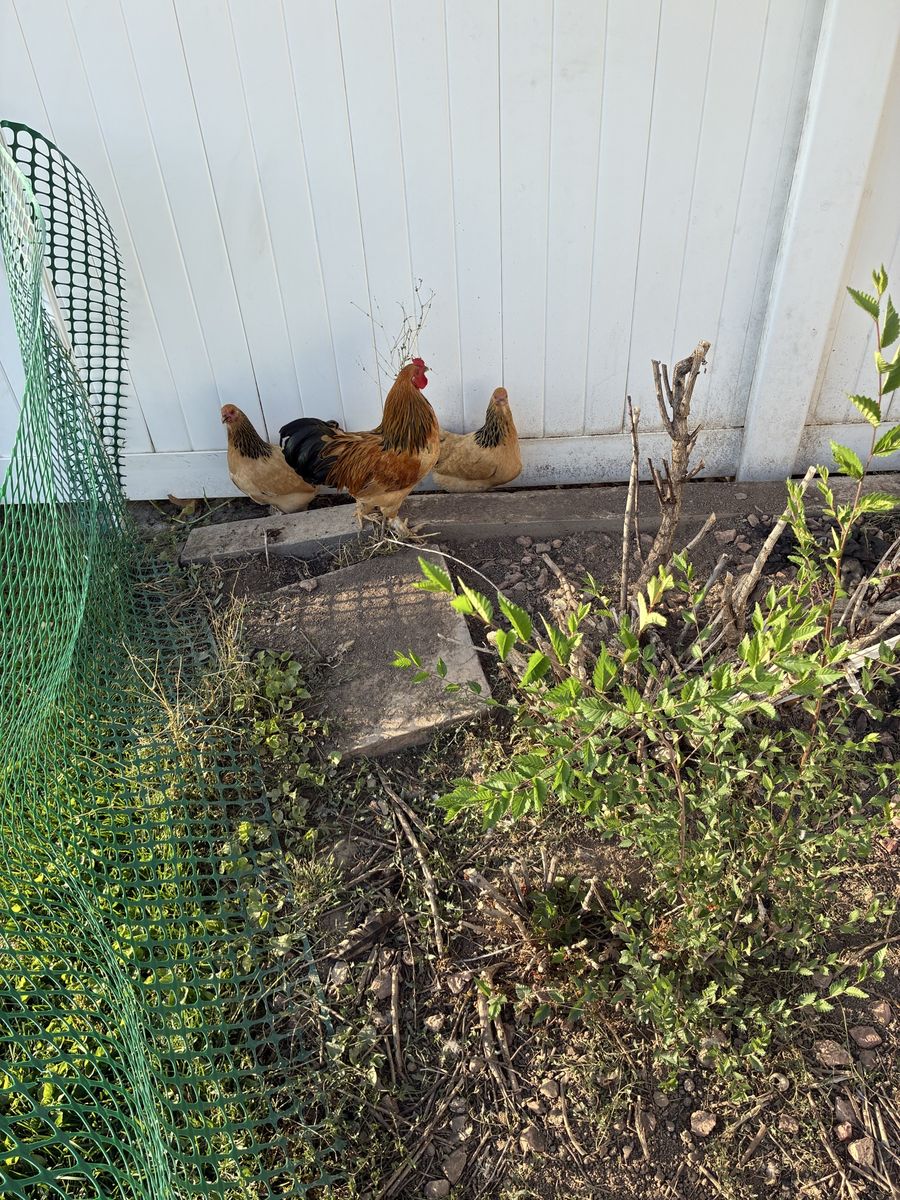 Buff Brahma Bantam Chickens - 1 Rooster and 2 Hens