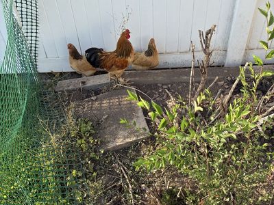 Buff Brahma Bantam Chickens - 1 Rooster and 2 Hens