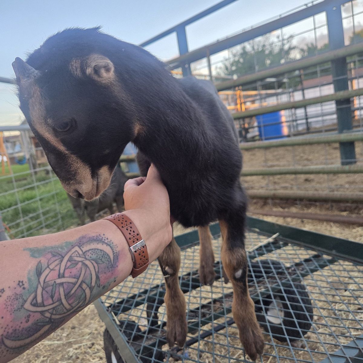 Standard Lamancha Doeling