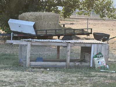 Pet Rabbits - Live Animals